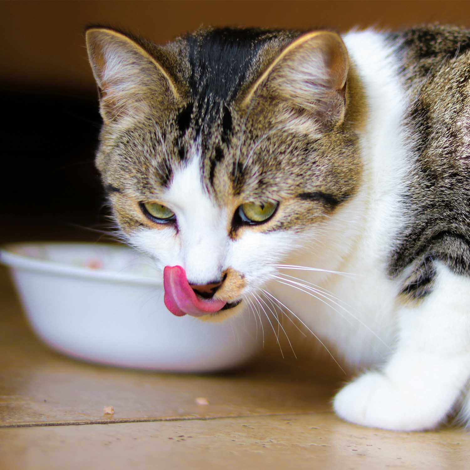 Image showcasing Why Grain-Free Reigns Supreme: The Enduring Allure of Grain-Free Cat ...