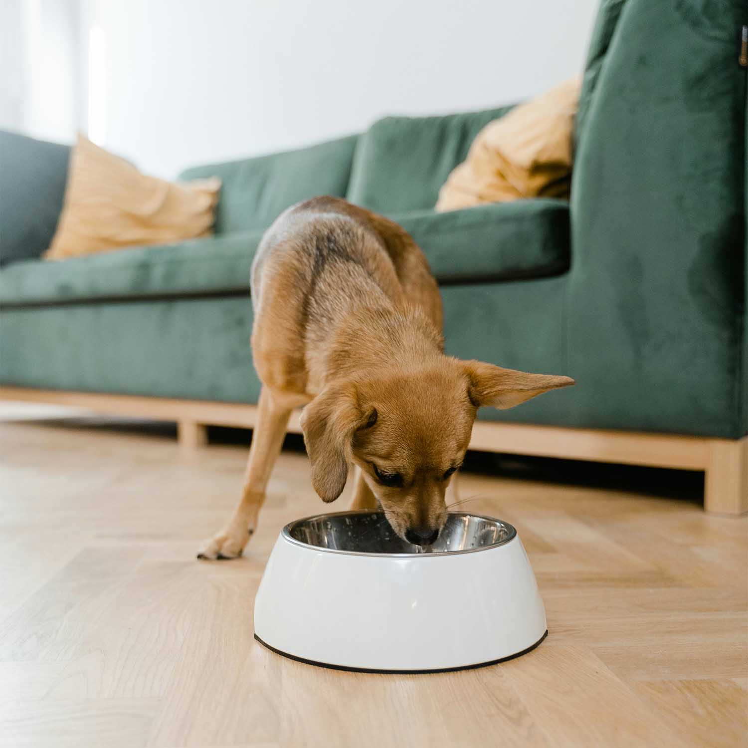 Grain Free and Gluten Free Pet Food What s the story PureLUXE Pet